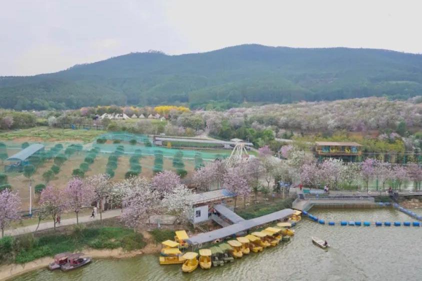 湘籍企業(yè)商會(huì)與志惠農(nóng)場 一 美麗花海之約